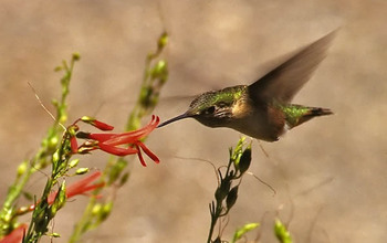 Pollinators and plants are the subject of a new MacroSystems Biology/Early NEON Science grant.